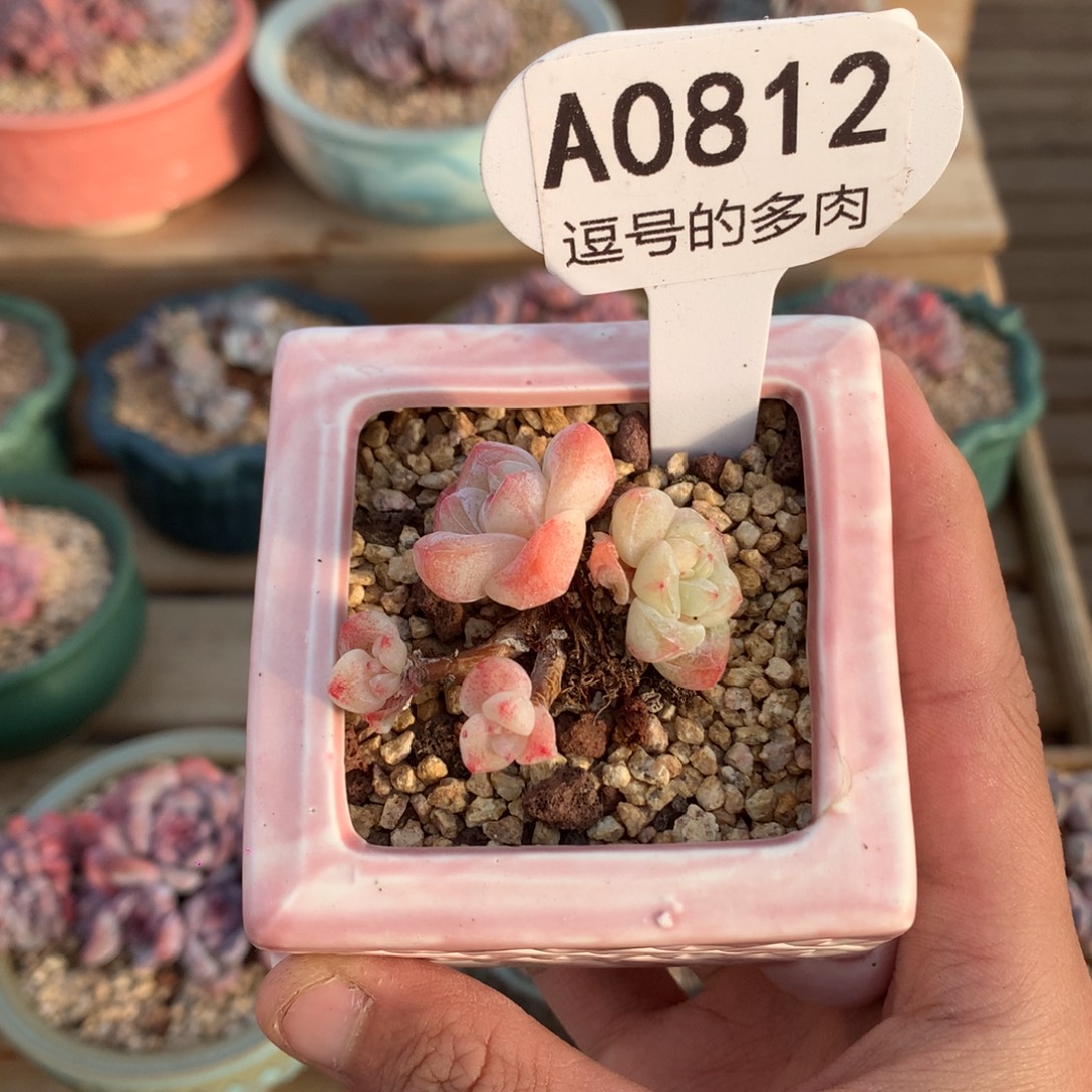 木***刻A0812 冰玉迷你号 5cm