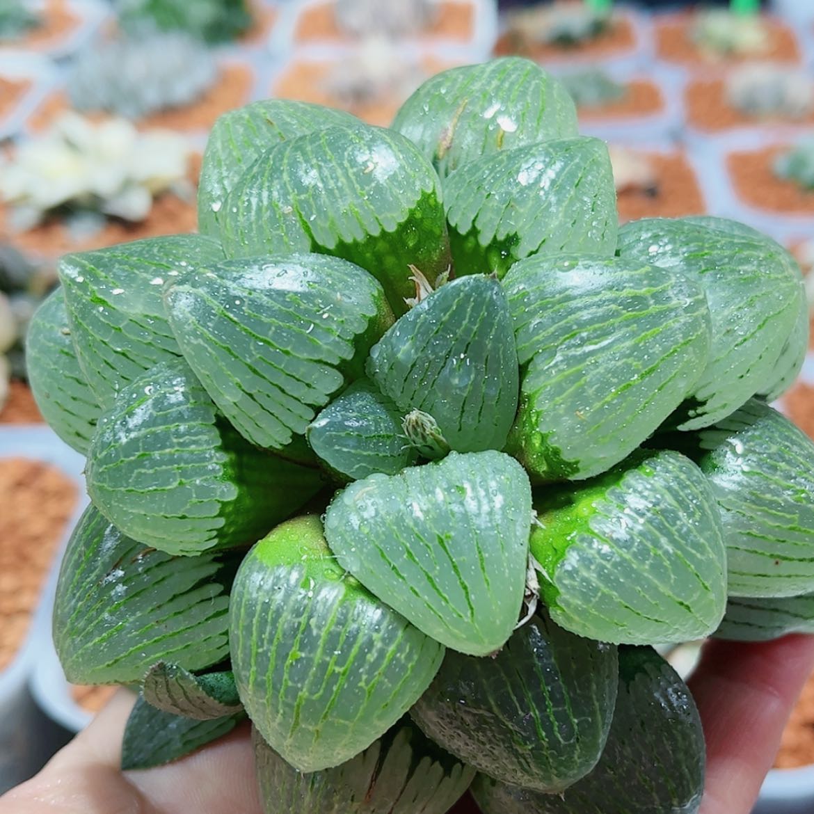 【闪购商品】刘*牛亲指姬