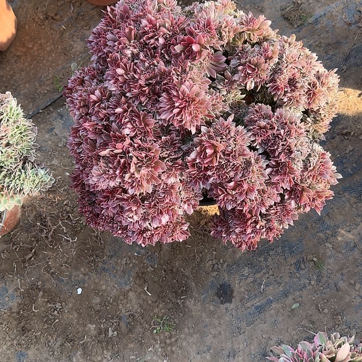 小*鹅缀话脱土发货缀话