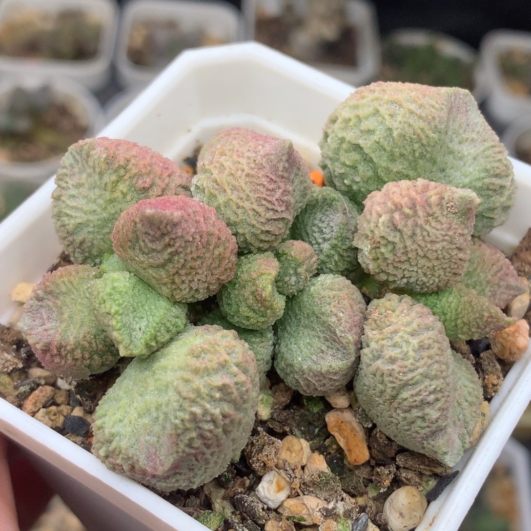 巨猪宝母本一物一拍