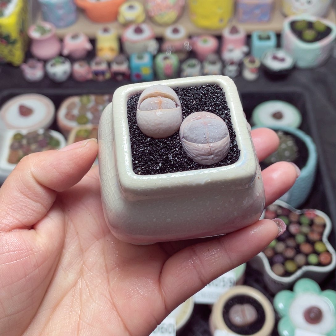 w8071 带盆土发货-零下地区拍保温箱