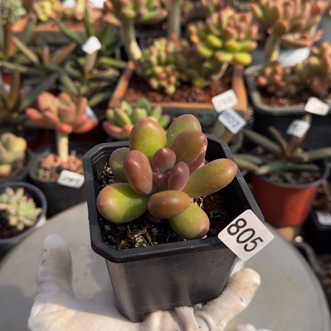 805号一物一拍一物一拍一物一拍