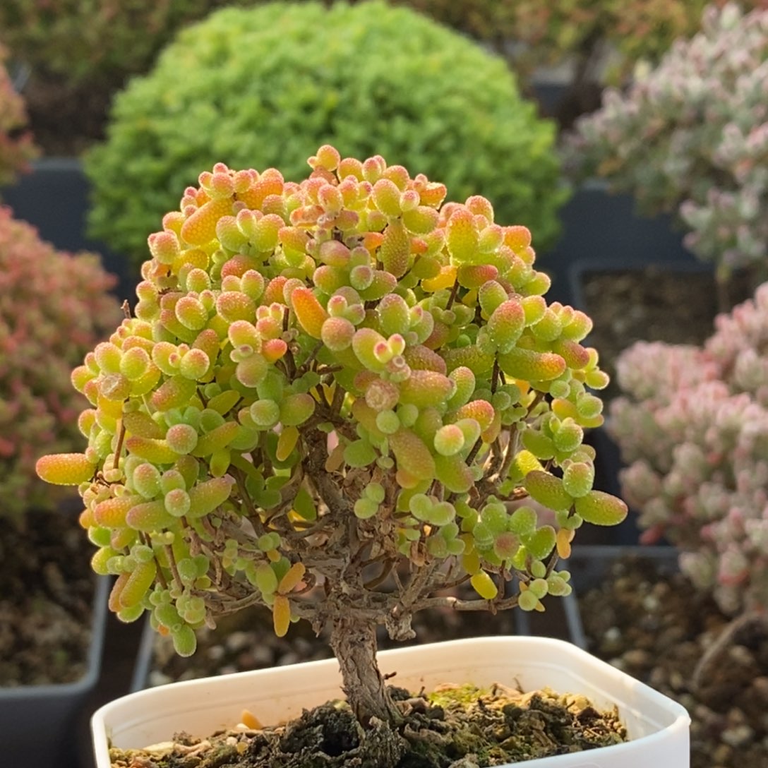 金橘糖球3937枝干番杏