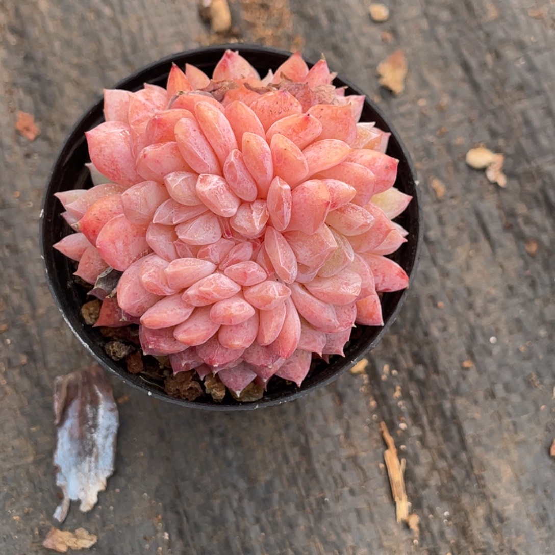 糖心布娃娃缀化6公分左右