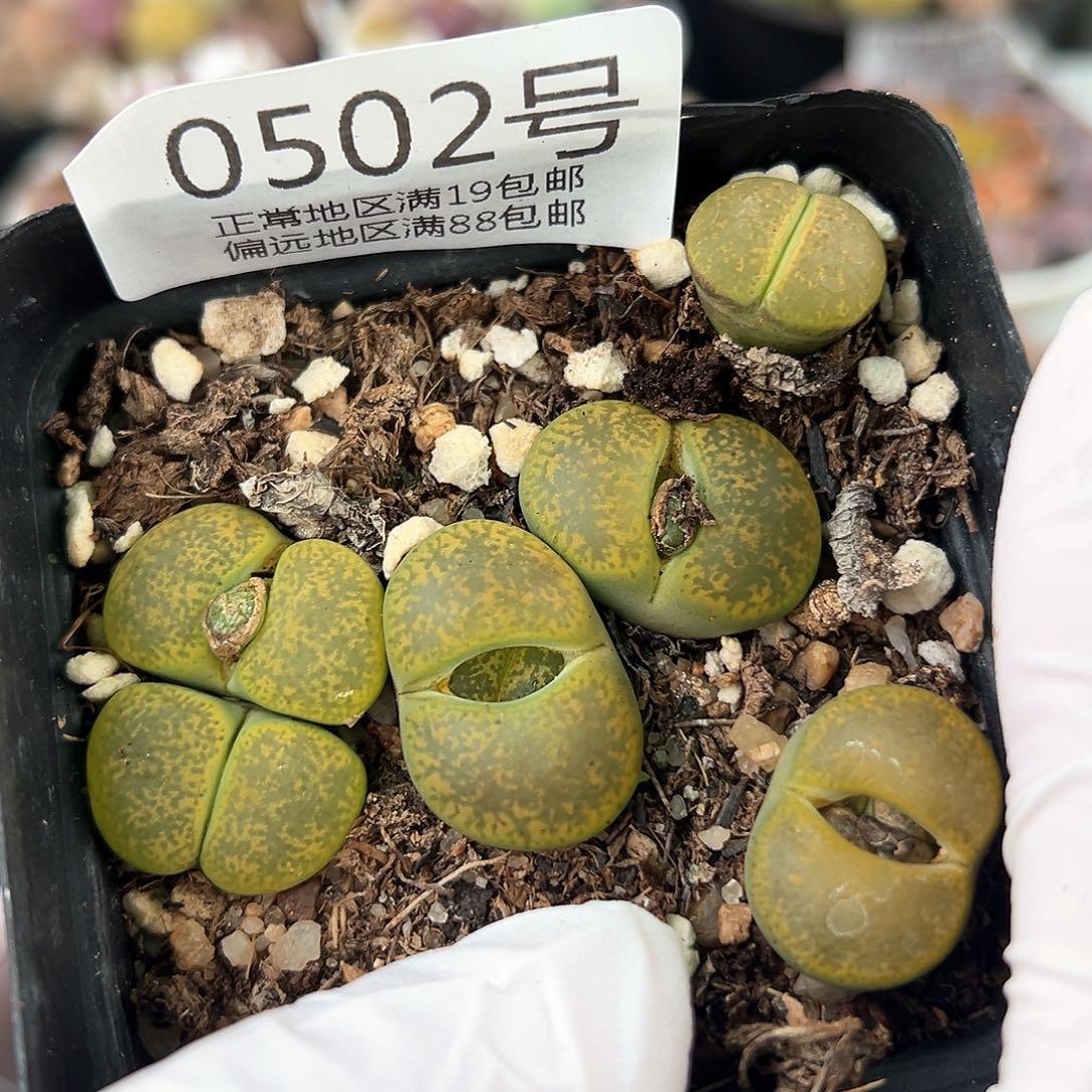 好养易活生石花大母本0502