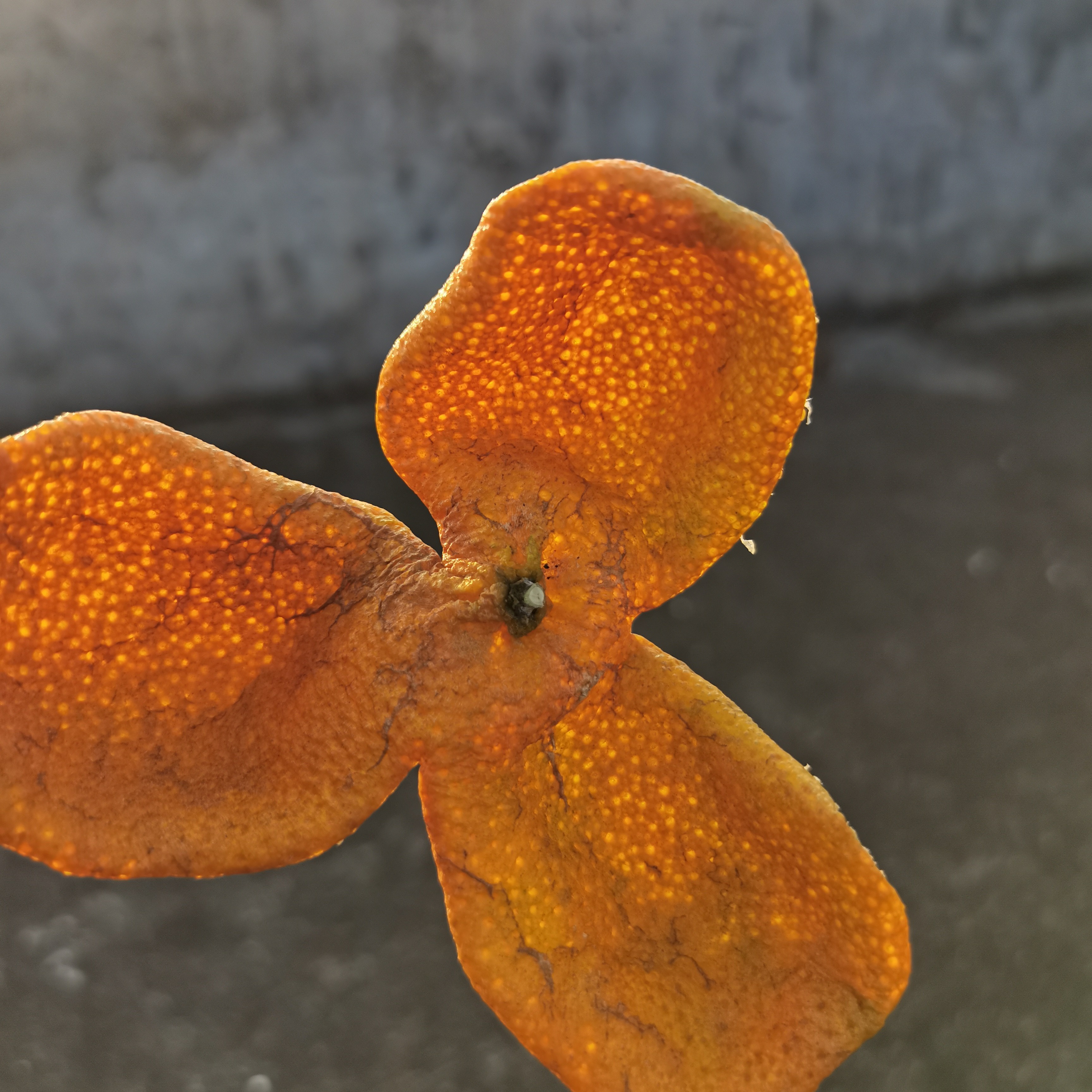 2025年浦北陈皮平睦良村老树冬后（狗腩/大红皮）40年树龄自然生晒