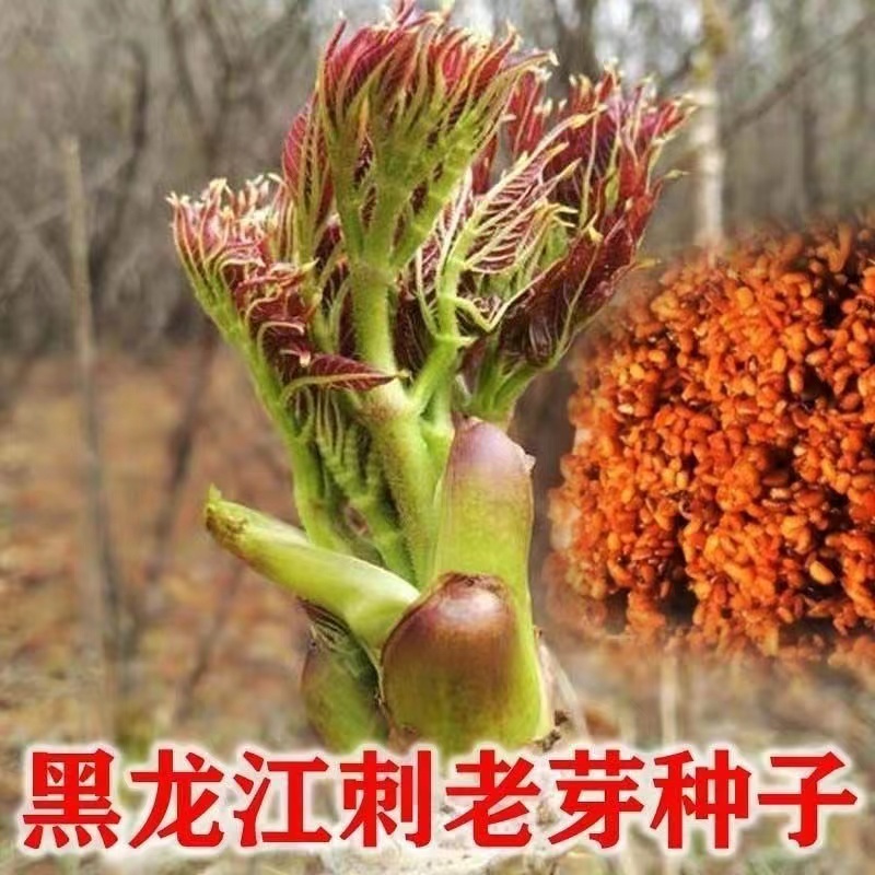 刺龙芽菜种子刺龙芽苞种子四季播种阳台盆栽小院种植简单高产商品图