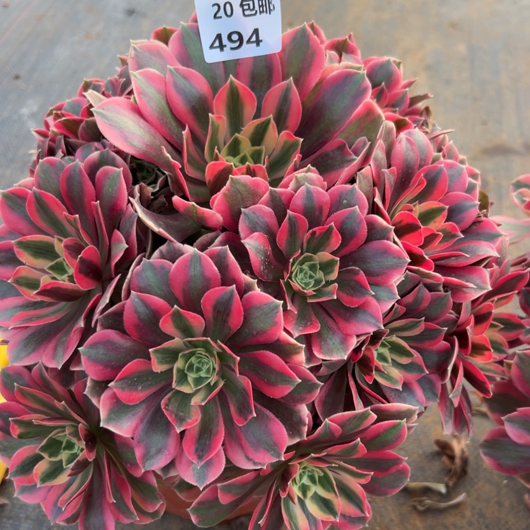 494女妖，满20包邮嘟叮熊