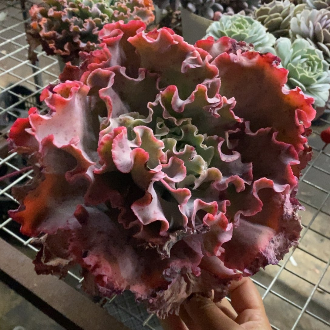 高沙之翁大单头老桩