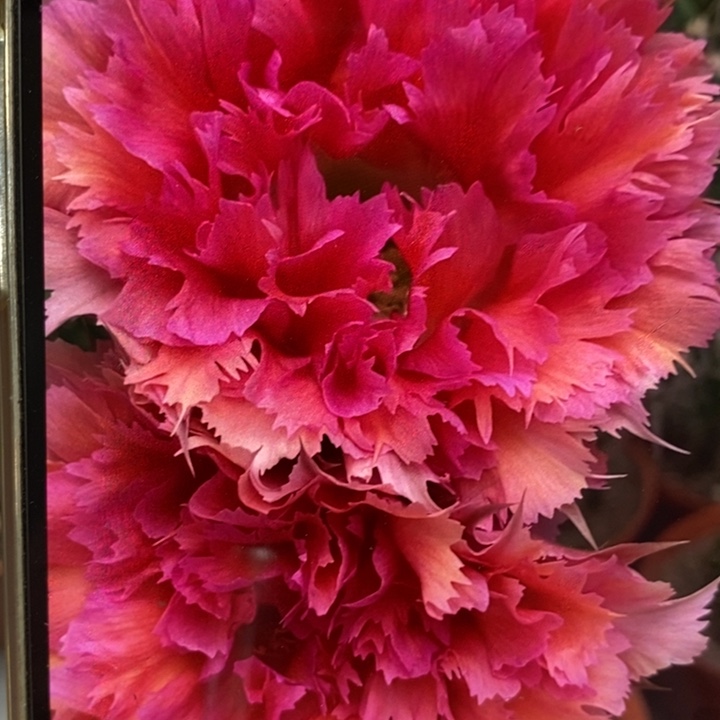 彩草羽毛2号带根3.5公分左右