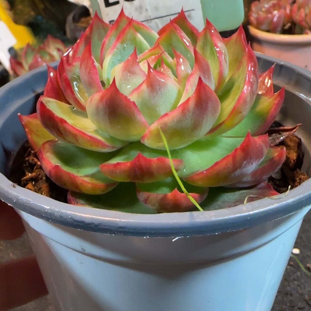 花脸惊鸿一物一拍包装收缩花旱885