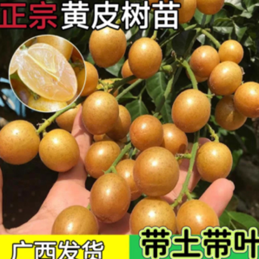 一物一拍 黑金刚黄皮果树苗物带土带叶发货