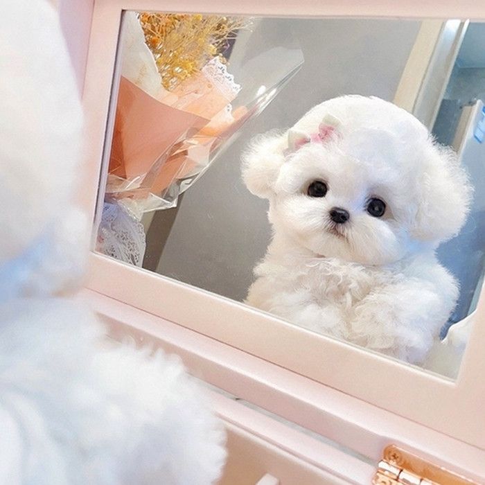 简单宠物，比熊泰迪玩具体茶杯狗可爱棉花糖超萌白色狗狗