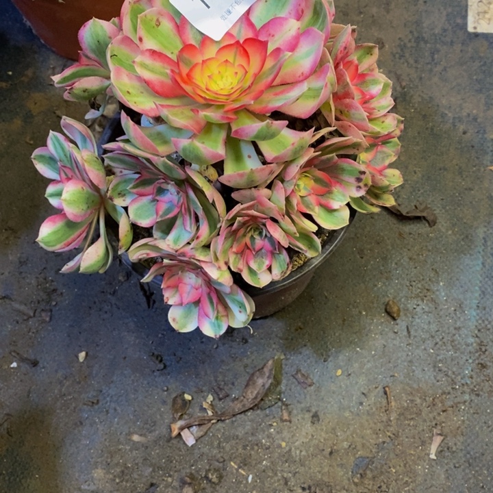 荔枝多肉断头不包1674