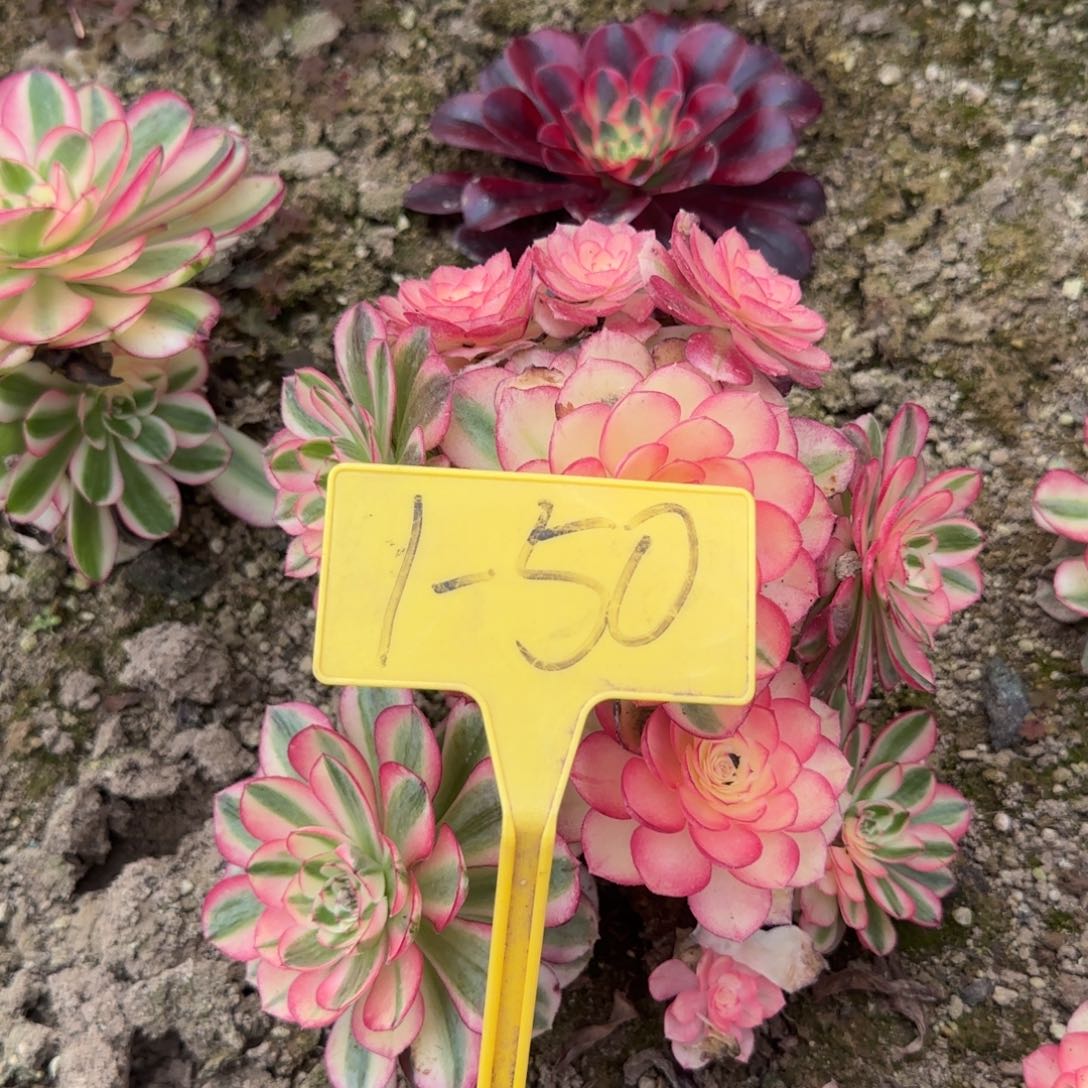 1-50倾城之恋多头