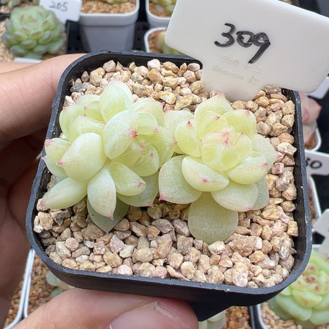 309号财富密码8888