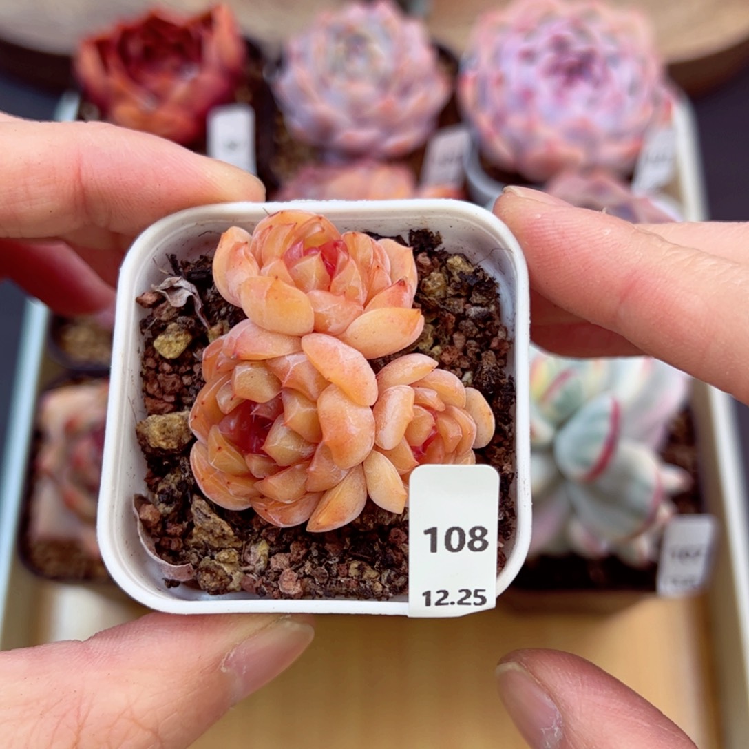 好好看108、哈哈哈哈
