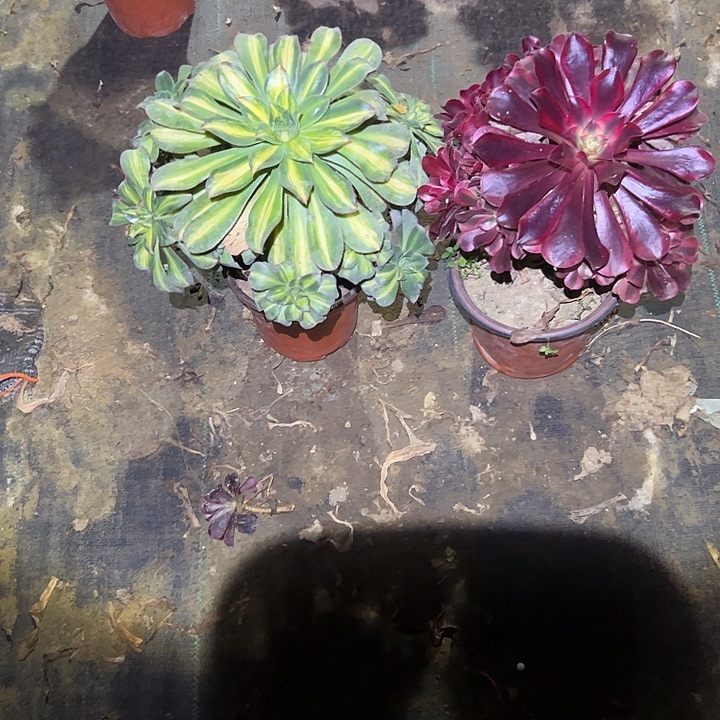 不包侧枝一物一拍39