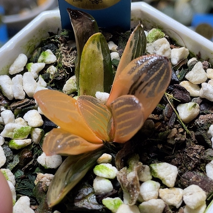 604糊斑夜想锦特选福利