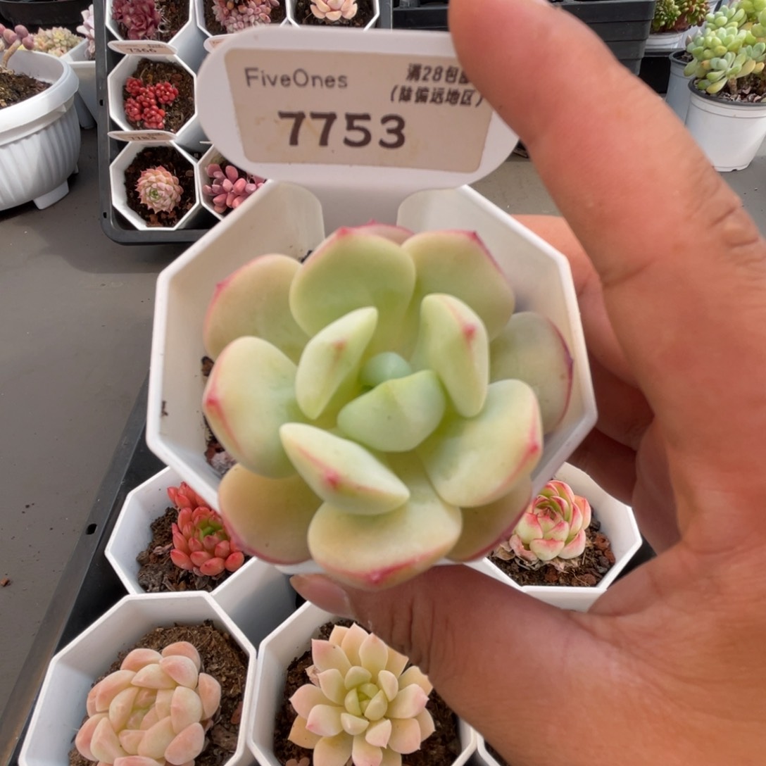 7753香草4.0厘米