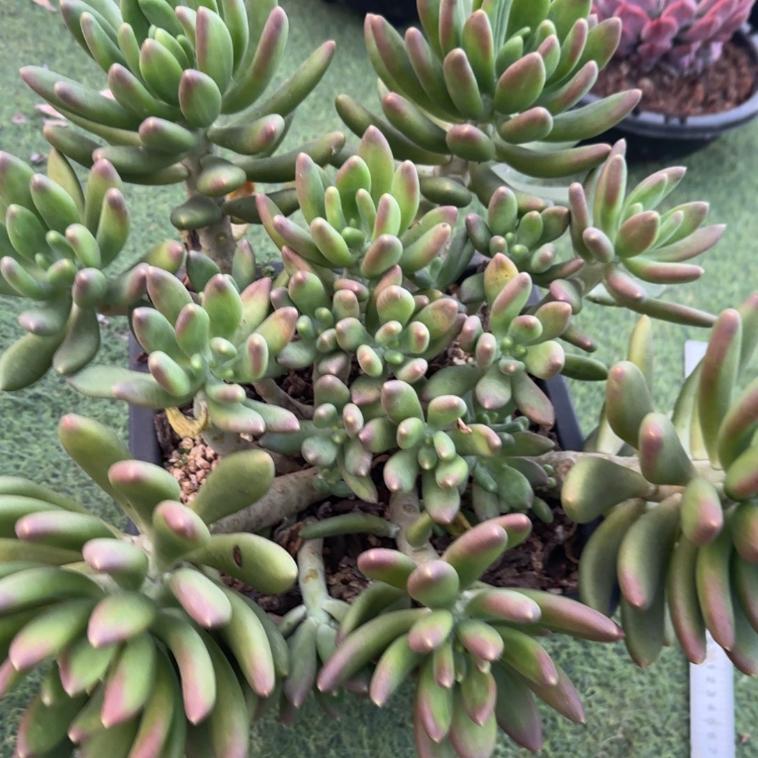 荷***儿惊长多肉植物8888