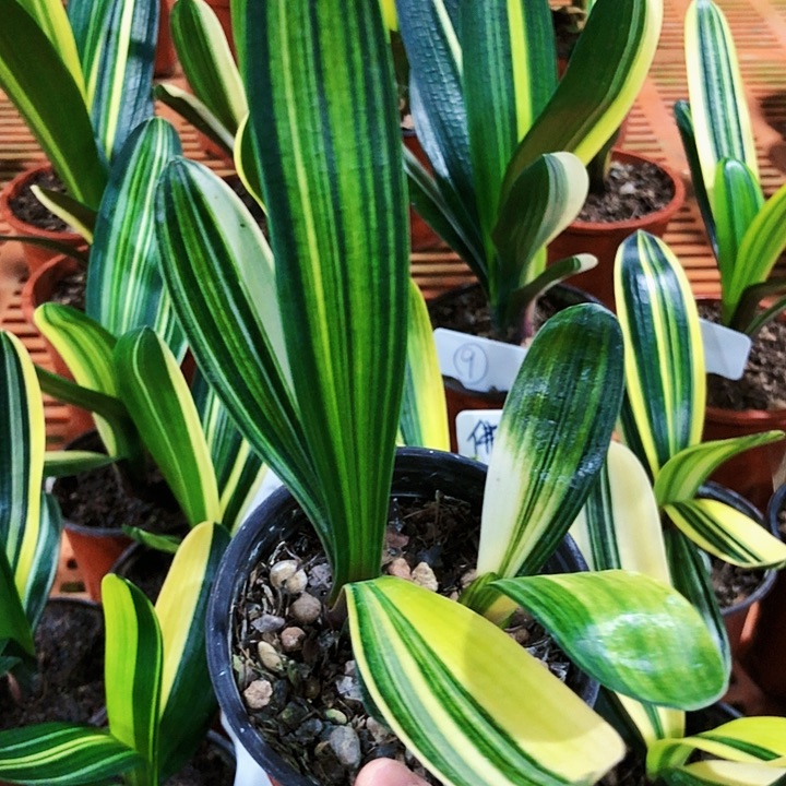 【闪购商品】福**明