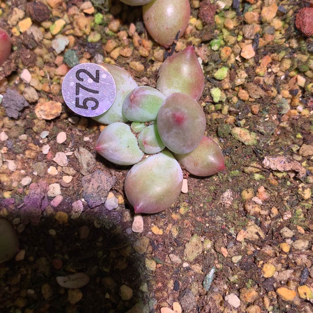 572比米布韩国新品