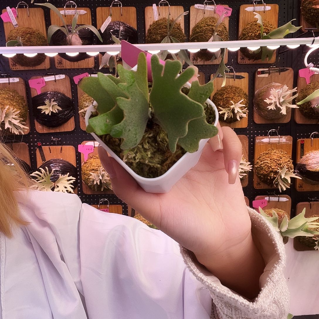 omega 蓝皇后 侏儒