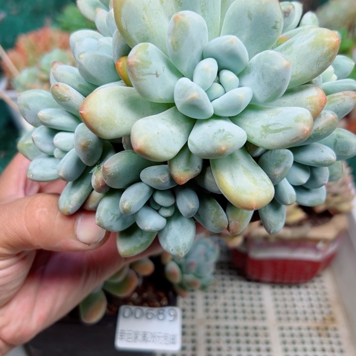 幸运的是我还没遇到过