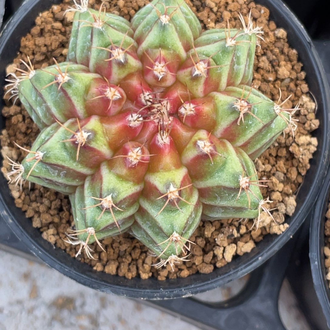 当前无花朵，栽培后可花朵橘红梦想轮回