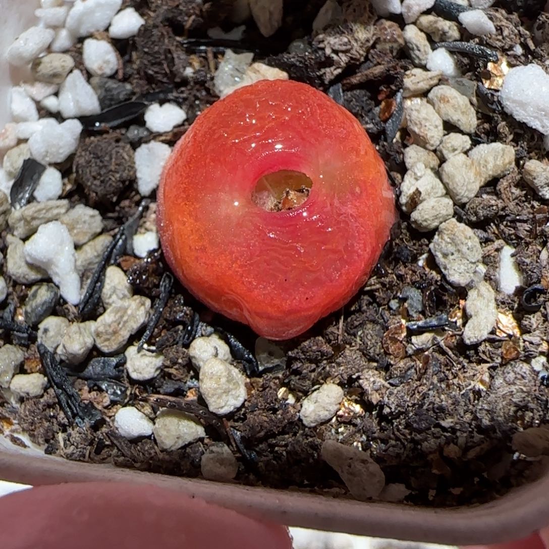 肉锥多肉植物百科-水蜜桃1072