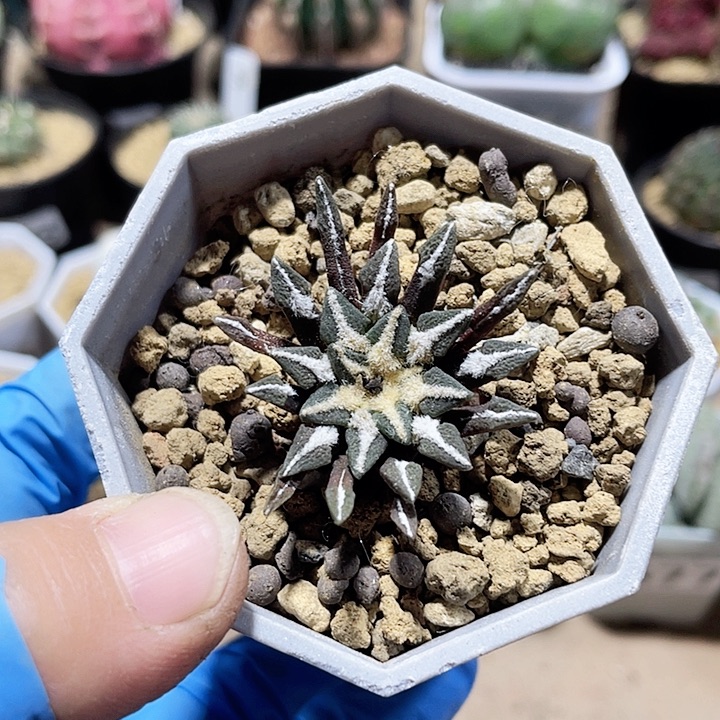 679实生黑牡丹仙人球