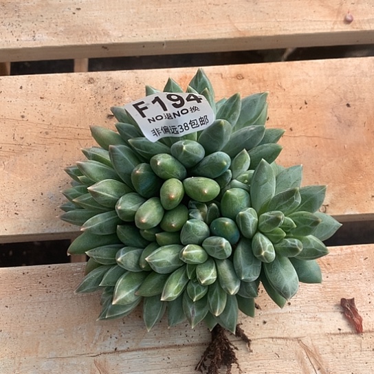 重楼194  清货处理7-8天发货