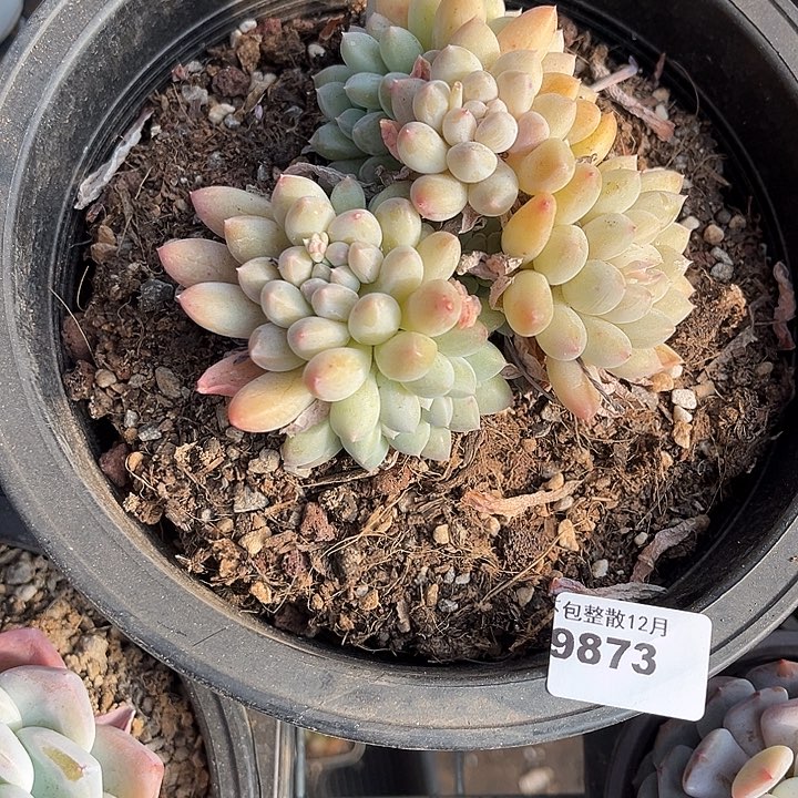 阿雅园艺。       9873奶糖
