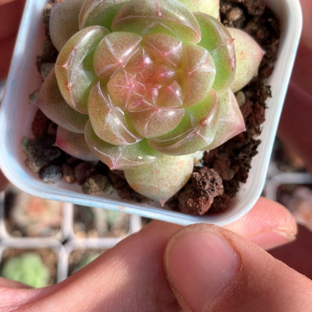 白糯心。          18号