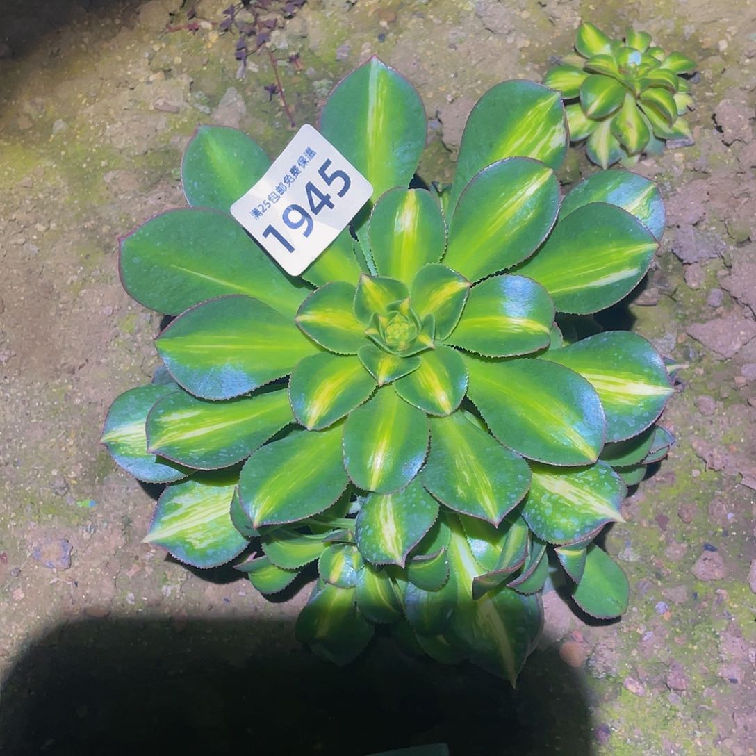 1945幻影多肉植物