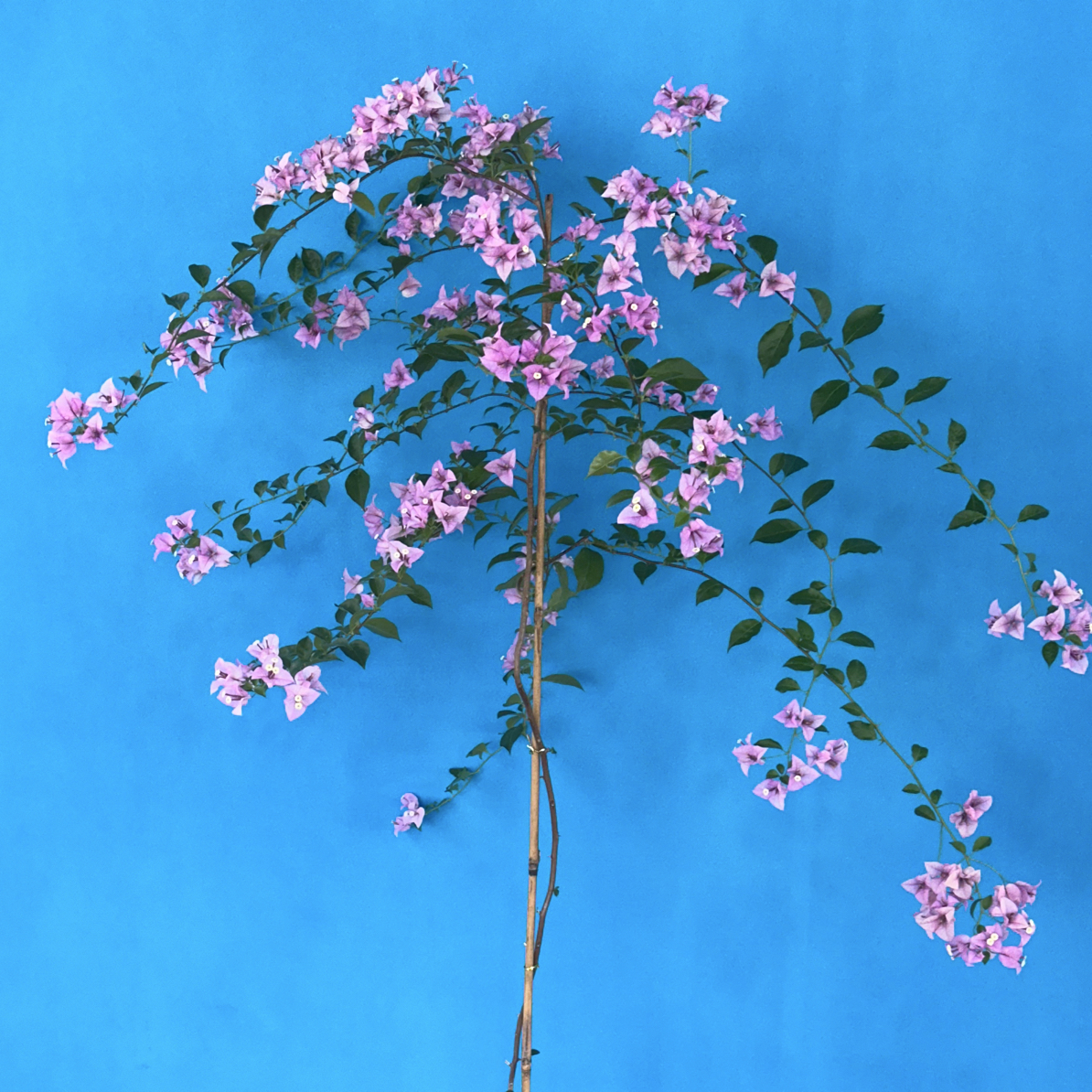 雪紫三角梅  雪的清冽与紫的浪漫