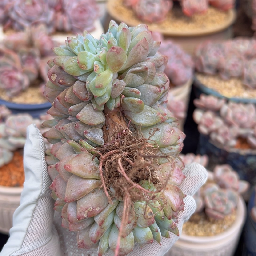 新年快乐 新年快乐