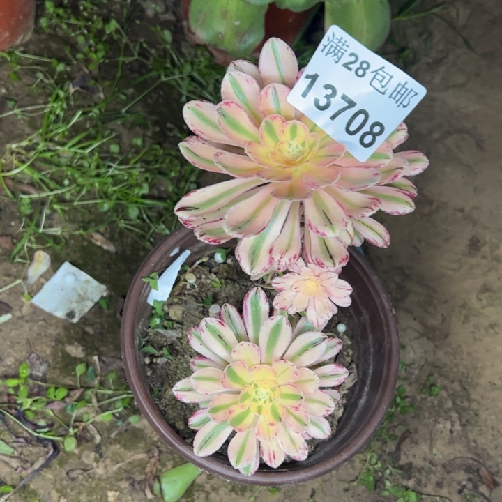 13708法师多肉植物