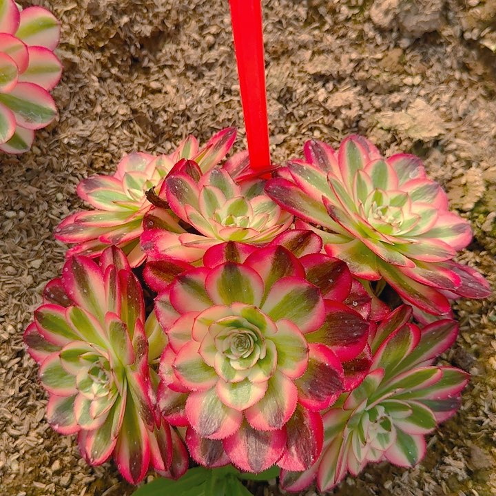 5-2倾城多肉法师