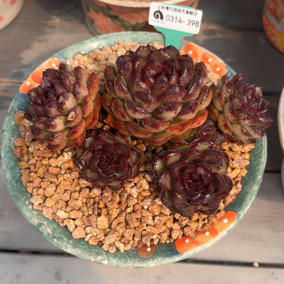 从前慢多肉精选编号0314.398