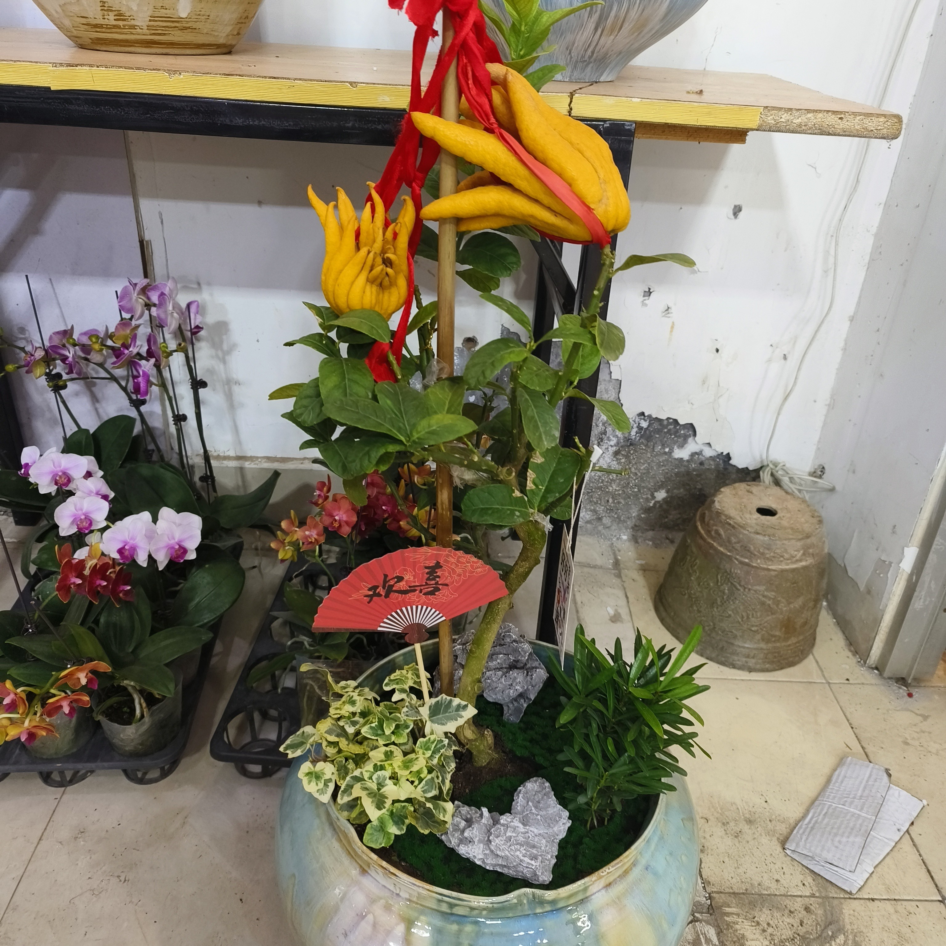 佛手绿植年宵花盆栽（花盆随机）