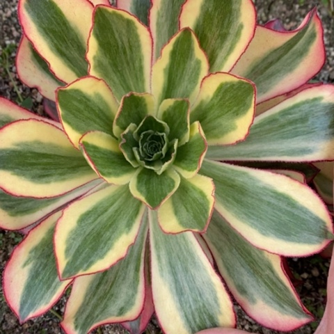 159魅影满25包邮多肉