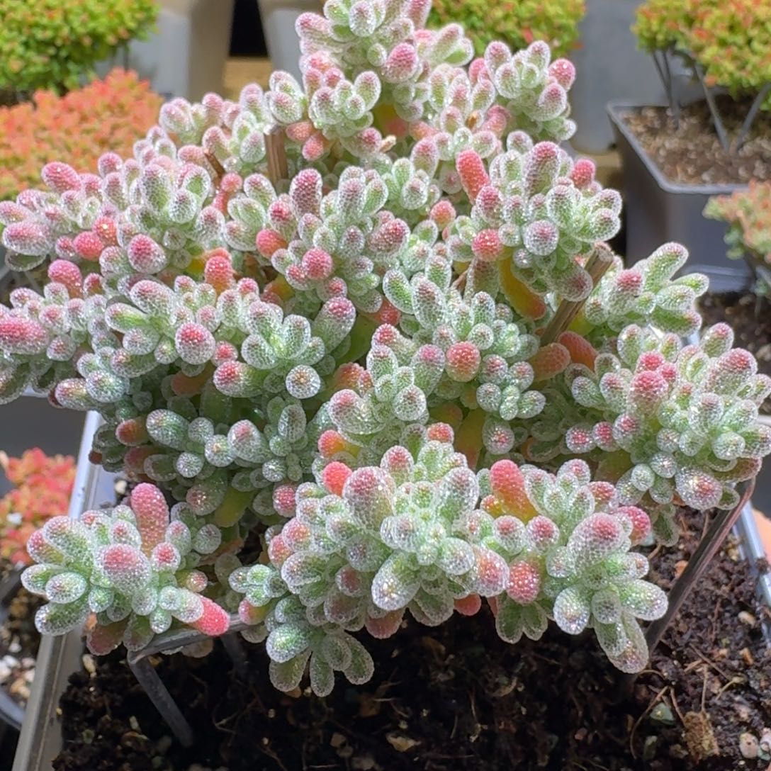 冰钻冰晶枝干番杏422