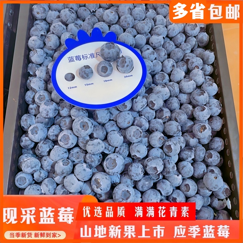 现摘大果蓝莓果径15mm-17mm125g/盒8盒4盒新鲜蓝莓鲜果应季蓝莓果
