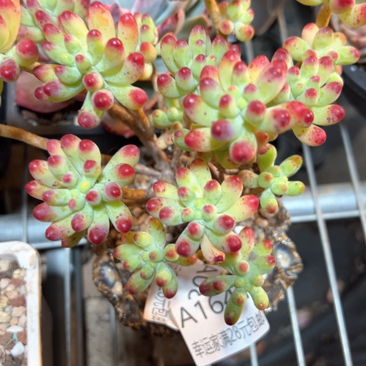 幸运的是我的朋友们