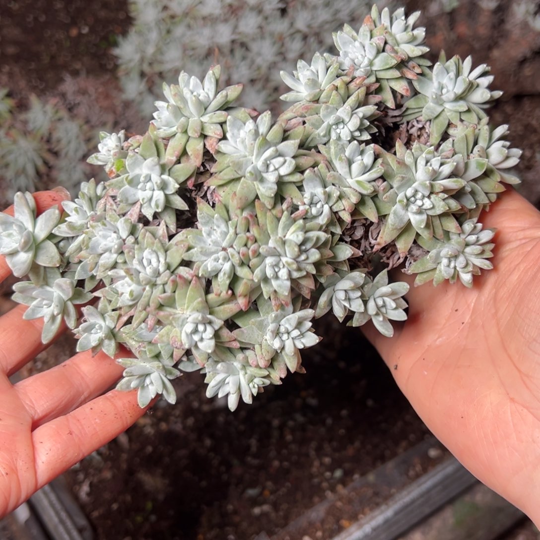 4493哈哈哈哈哈哈哈哈哈哈