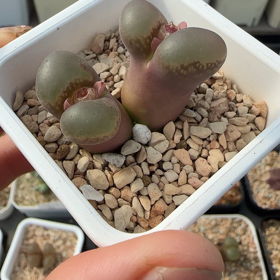 多肉植物绝美风铃母本特64号