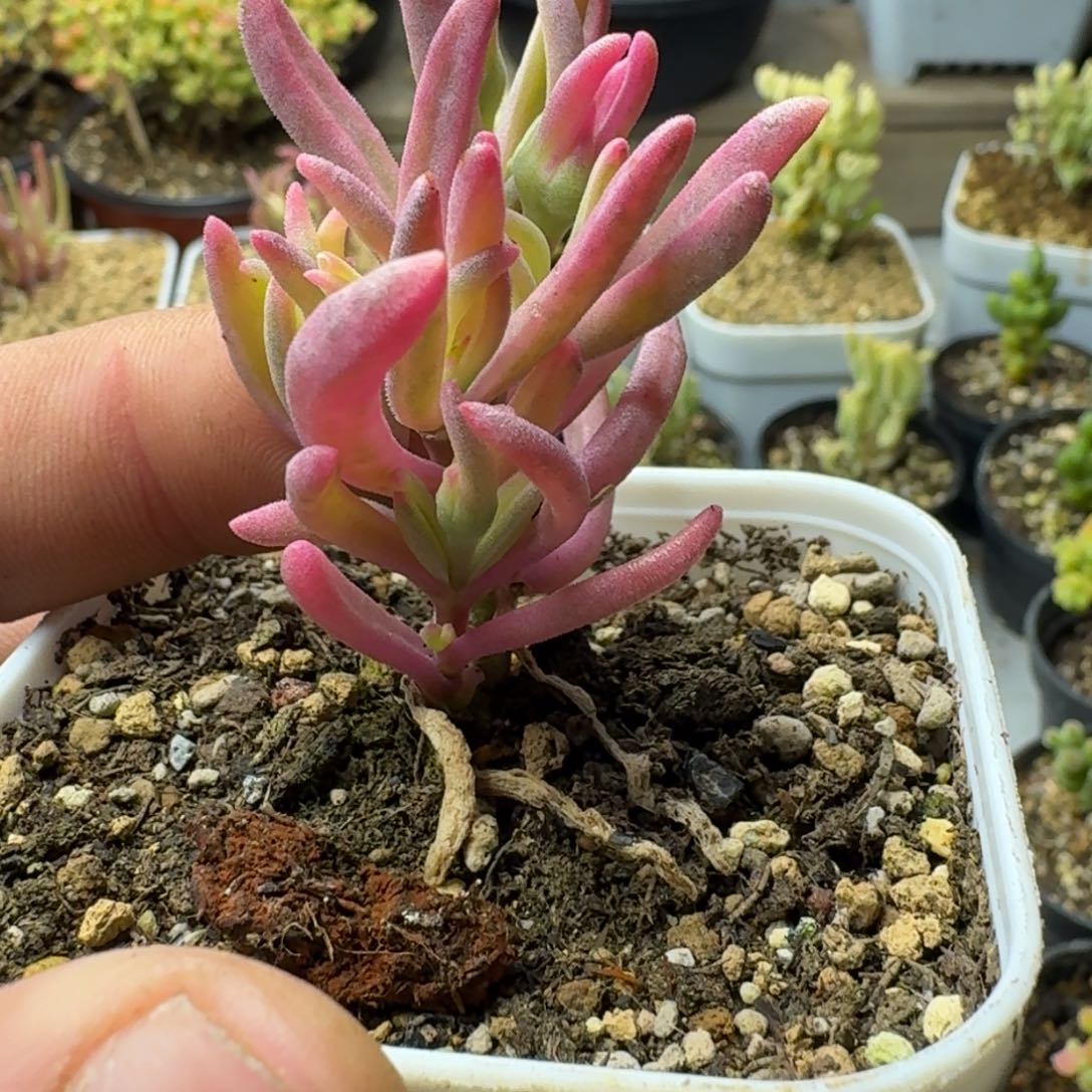 冰花锦 多肉植物枝干番杏