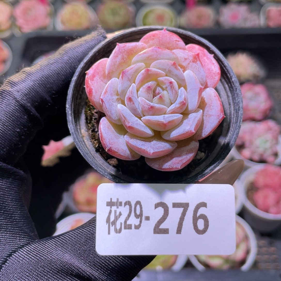 花利美29-276洛丽塔